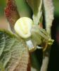 Misumena vatia